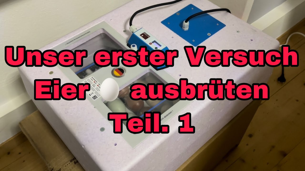 Unser erster Versuch Eier 🥚 auszubrüten Teil 1