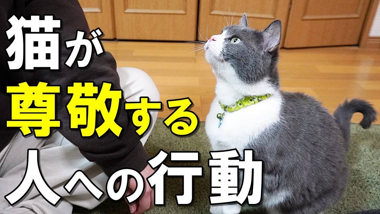 あなたは愛猫から尊敬されている？猫が尊敬している人だけにする行動７選【保護猫】