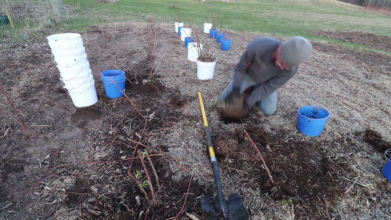 HOW TO TRANSPLANT RASPBERRIES.