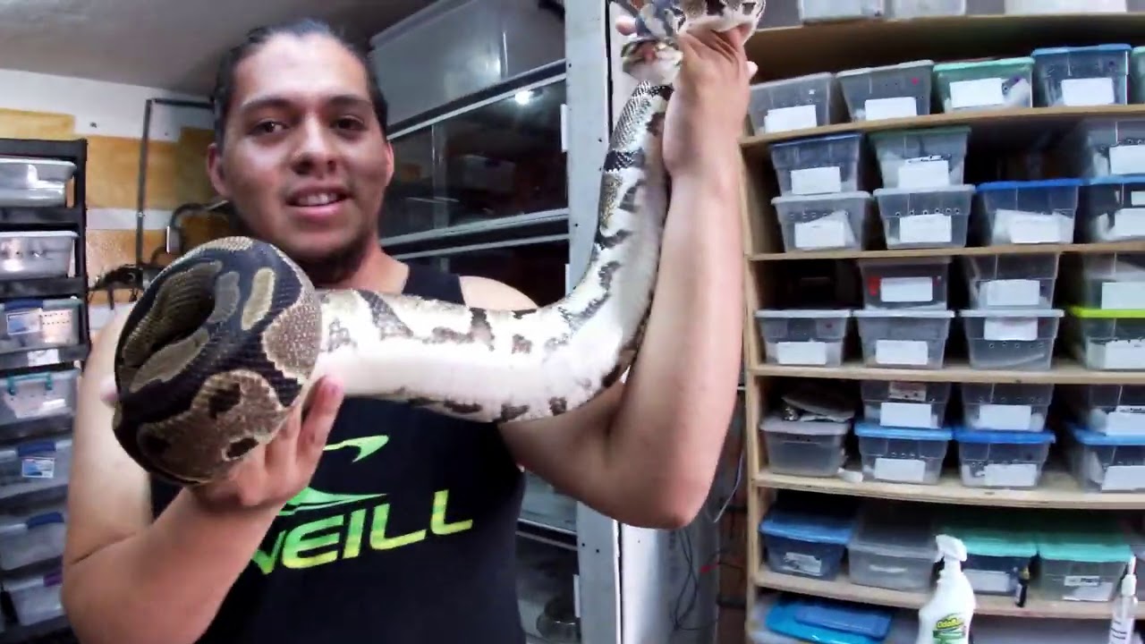 TODAS LAS PITONES BOLA DE REPTILE WOMAN!!!!!