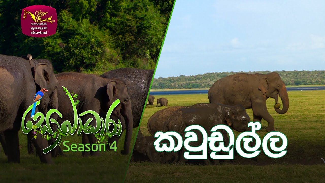 Sobadhara - Sri Lanka Wildlife Documentary | 2020-08-21 | Kaudulla National Park (කවුඩුල්ල)