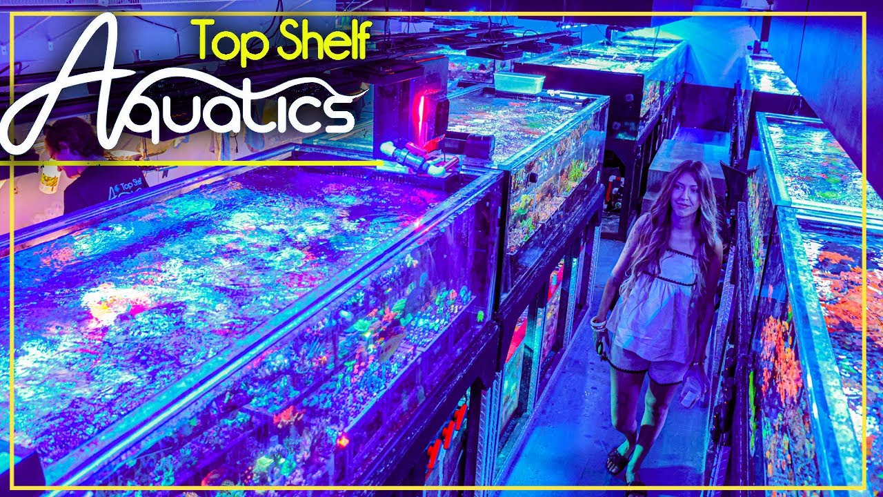Quite Possibly The United States CRAZIEST Coral Store! Top Shelf Aquatics Video Tour 2025