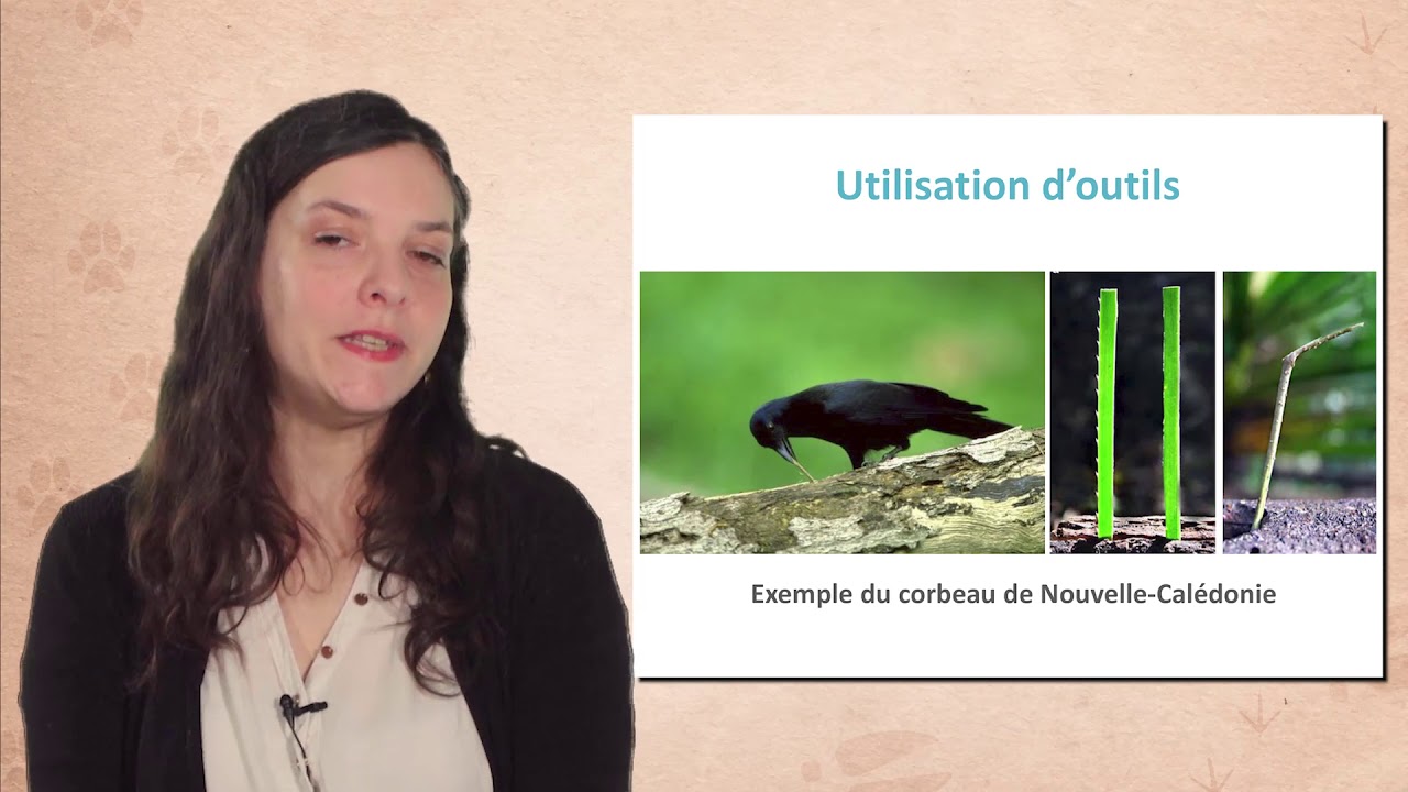 L'intelligence animale : exemple des corvid&eacute;s