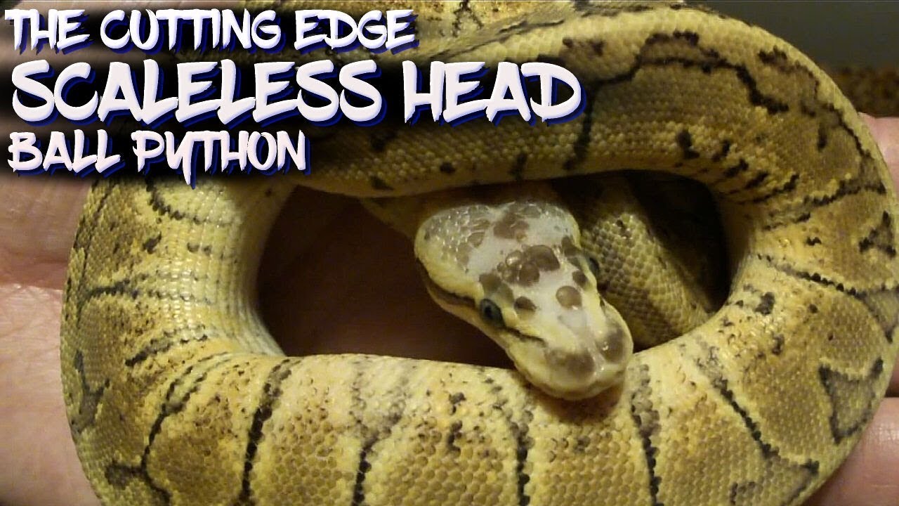 The Cutting Edge Scaleless Head Ball Python