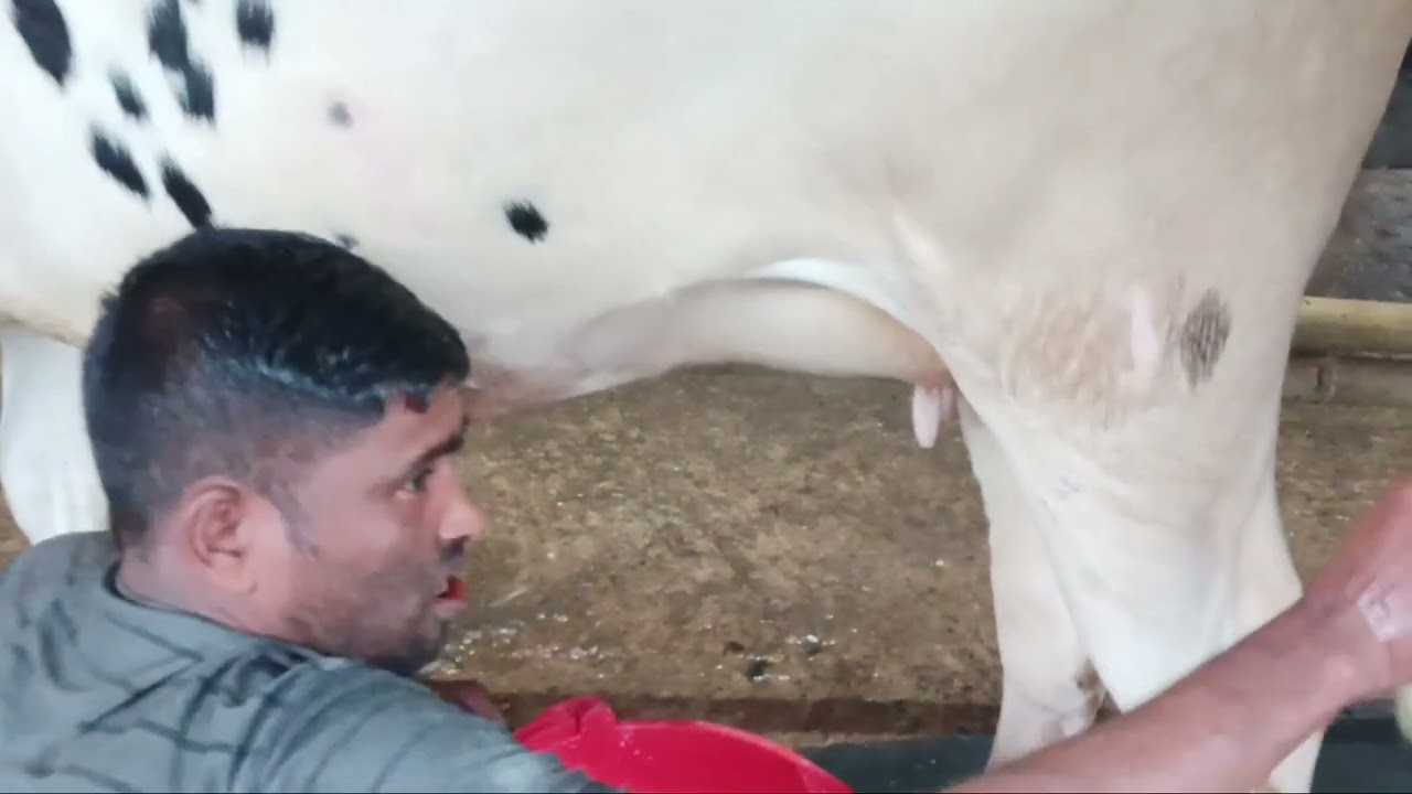 01703852115 বিক্রয় বিজ্ঞাপন 