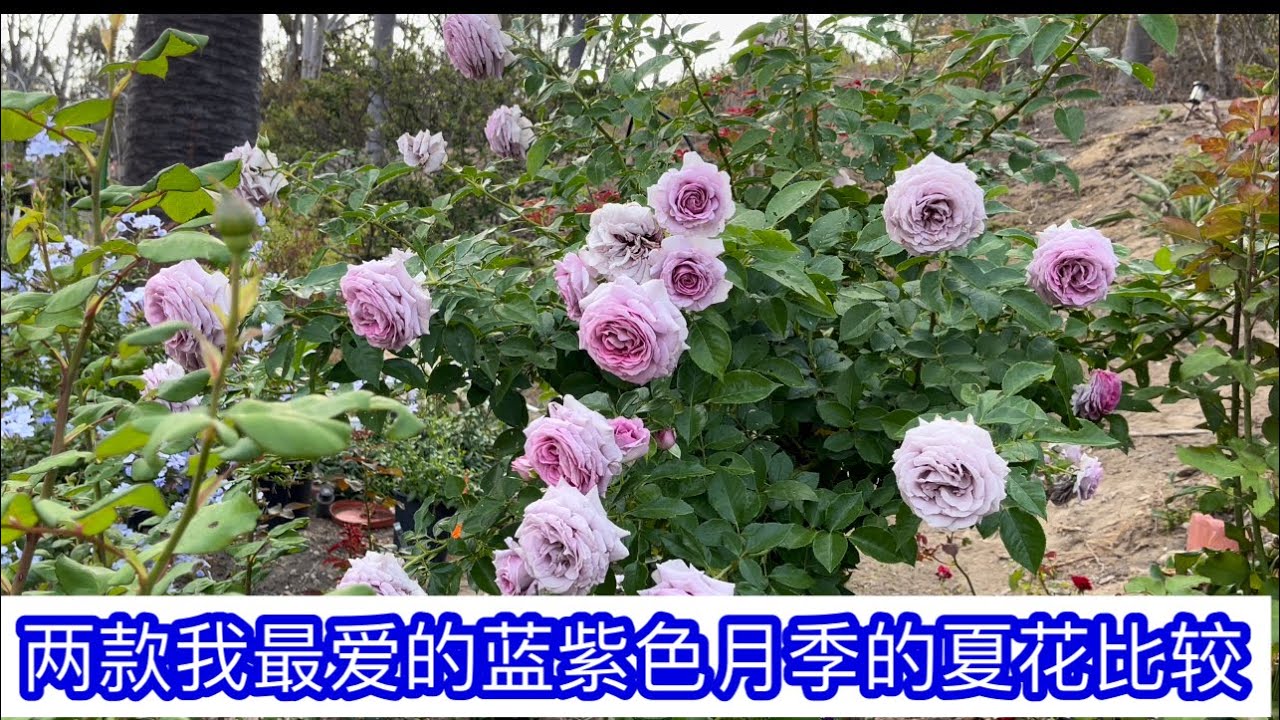 两款我最爱的蓝紫色月季的夏花比较 07/04/22
