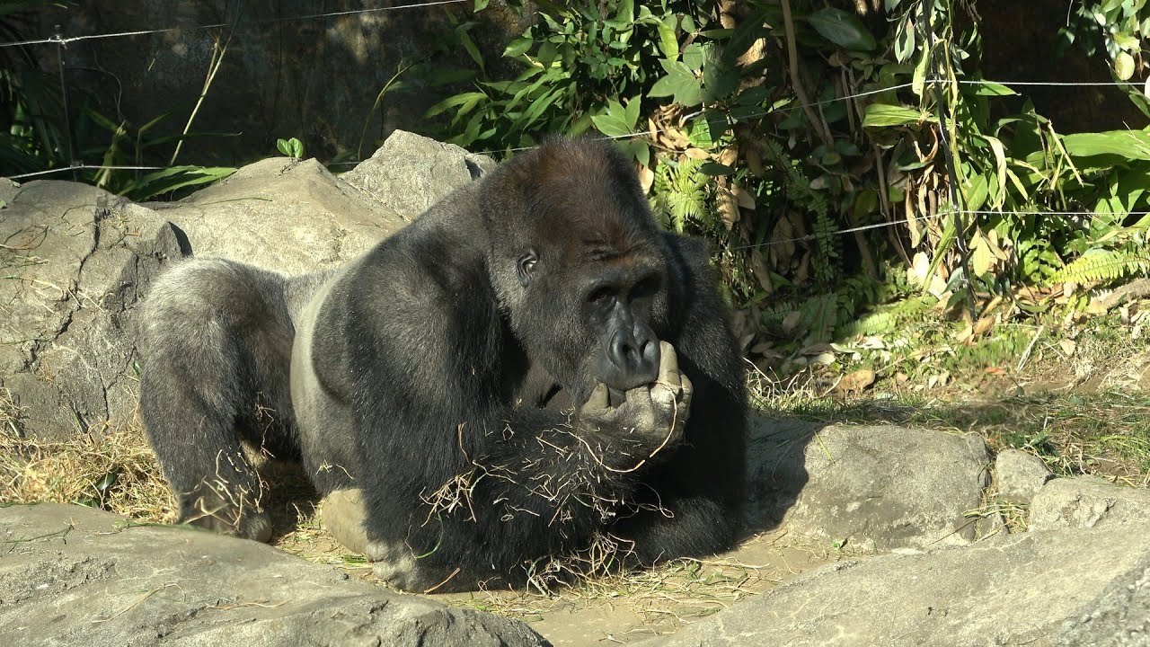 枯草より指の方がおいしいね☺️ゲンタロウ　ゴリラ　【上野動物園】　2026年1月27日