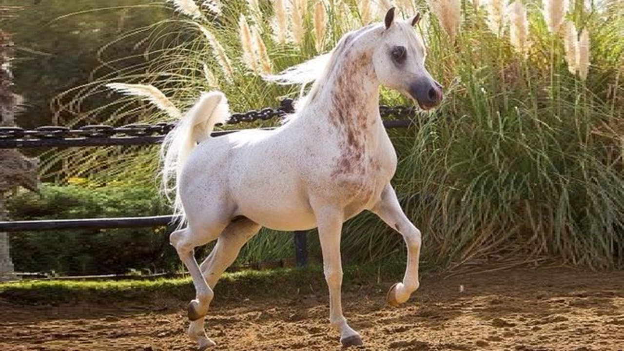 صانع الأبطال الأسطورة دبليو إتش جستس | الخيل العربي | The Champion Maker The legendary WH Justice