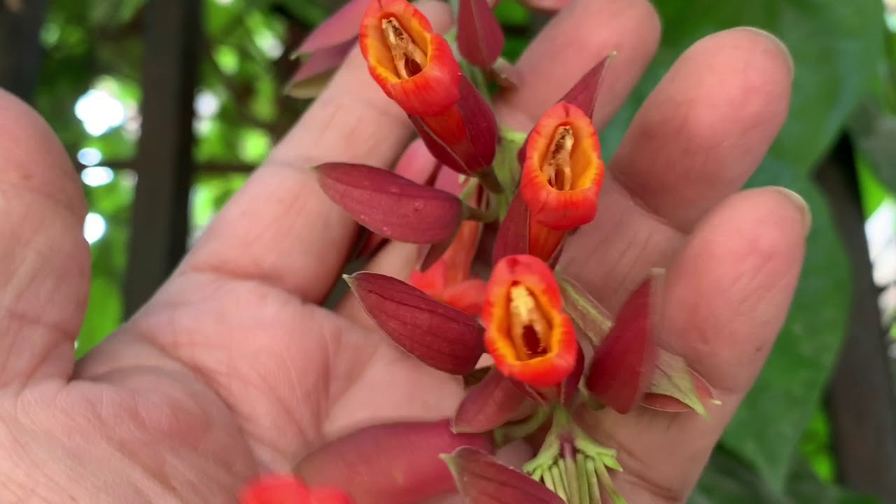 Thunbergia Coccinea/  Scarlet Clock Vine