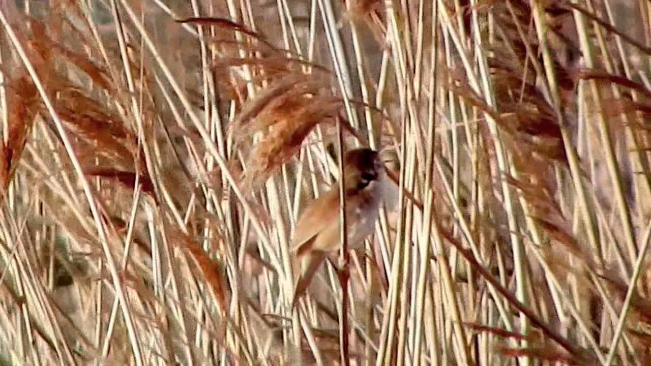 Brzęczka / Savi's warbler (Locustella luscinioides)