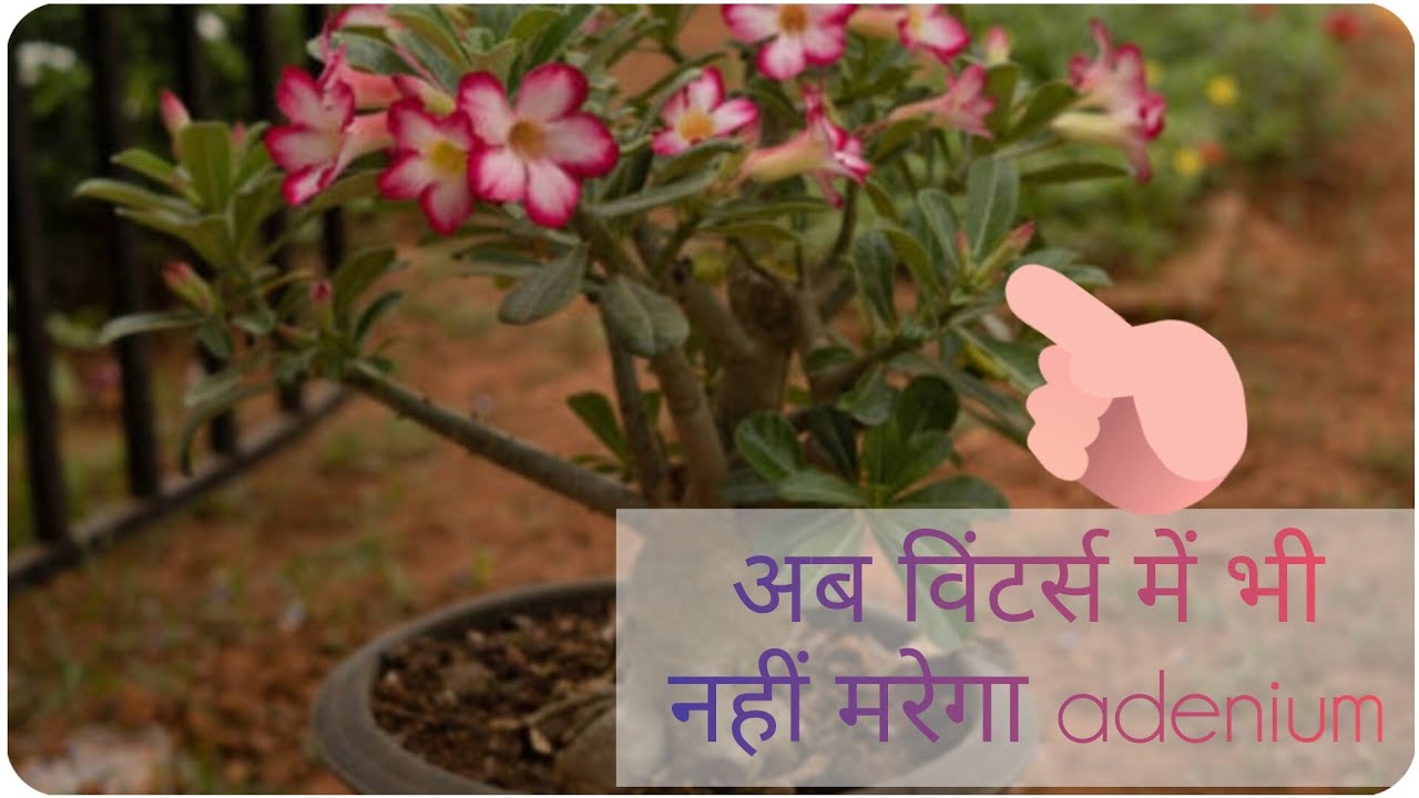 Adenium winter care tips/Desert rose/soilmix/fertilizer 