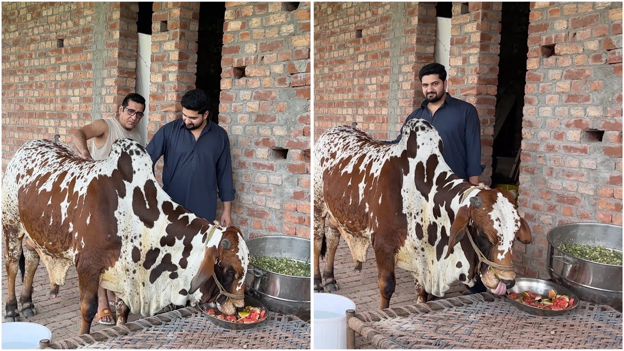Qurbani ka janwar lene ja raha hon |
