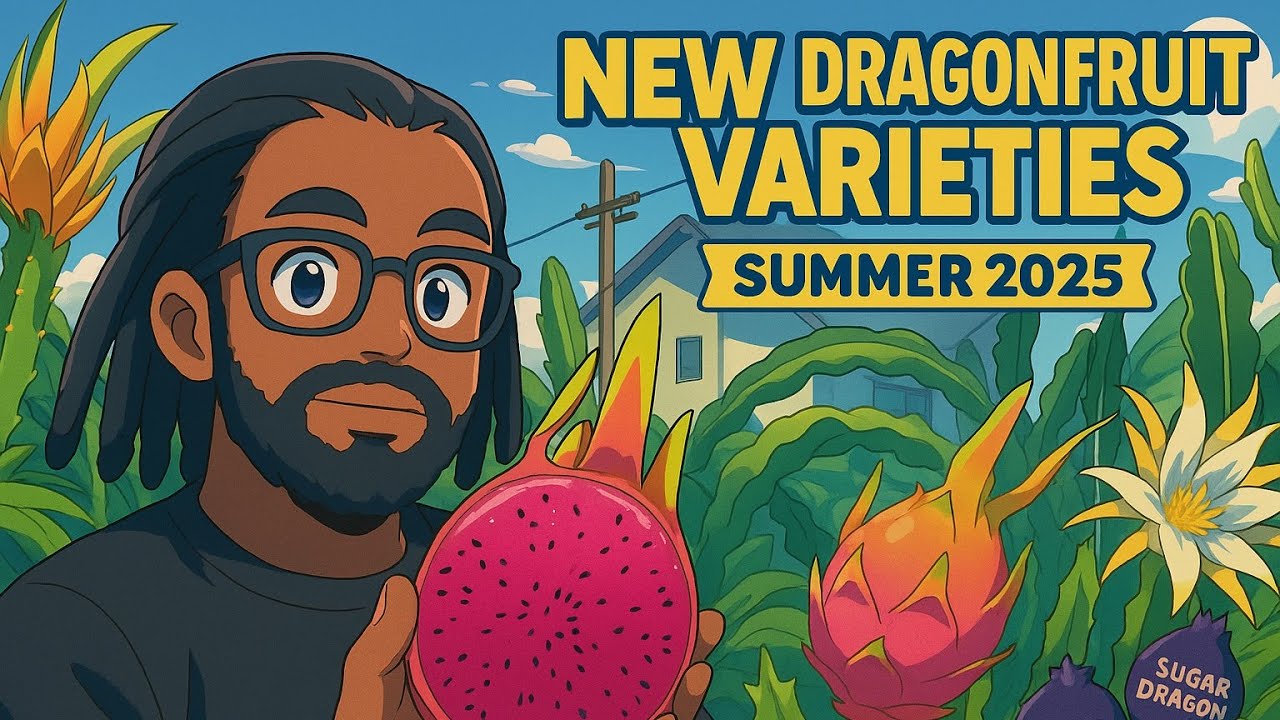 CALI  FARMER AND DRAGONFRUIT CULTIVATION #blackfarmer #farmer #fruit #garden #summer #traveling #up