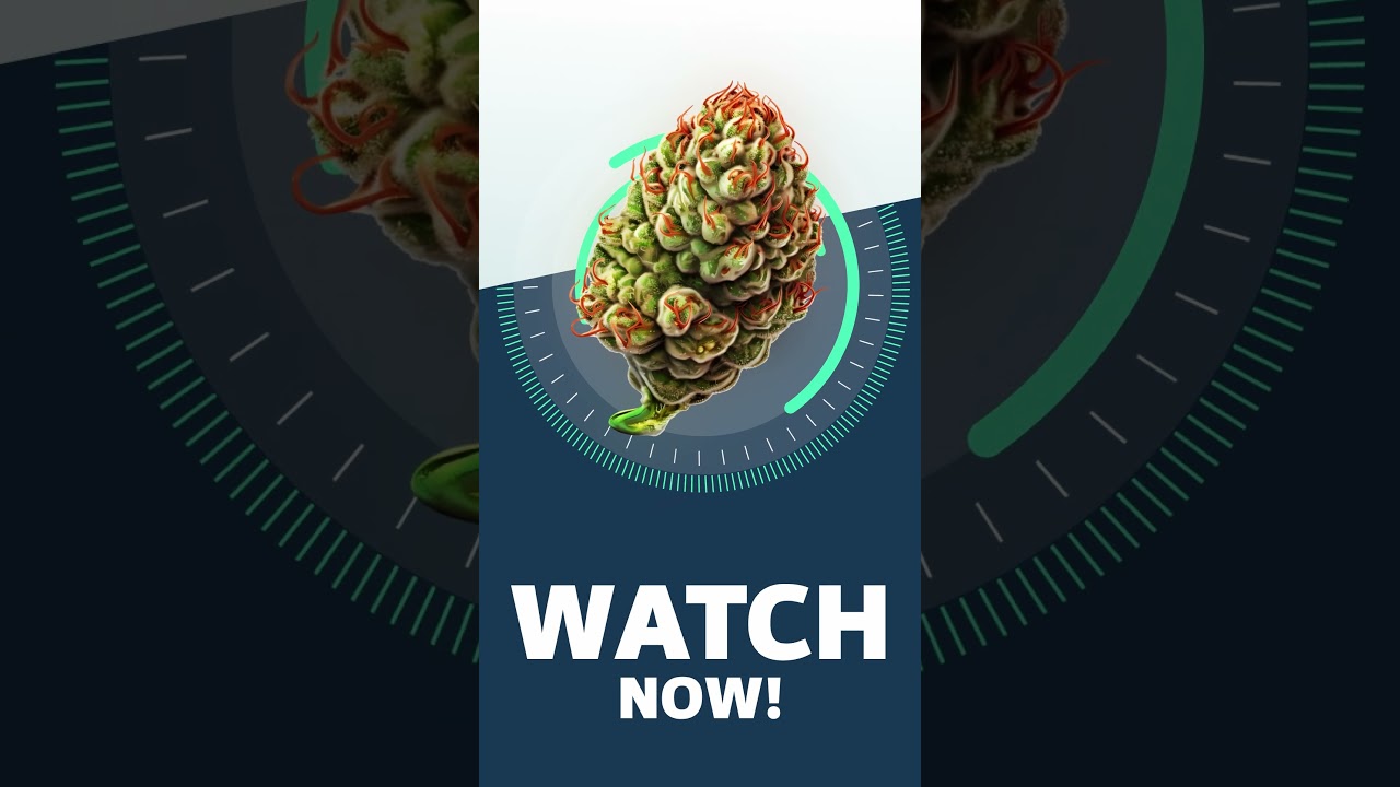 WATCH NOW! - Peyote Critical Strainview