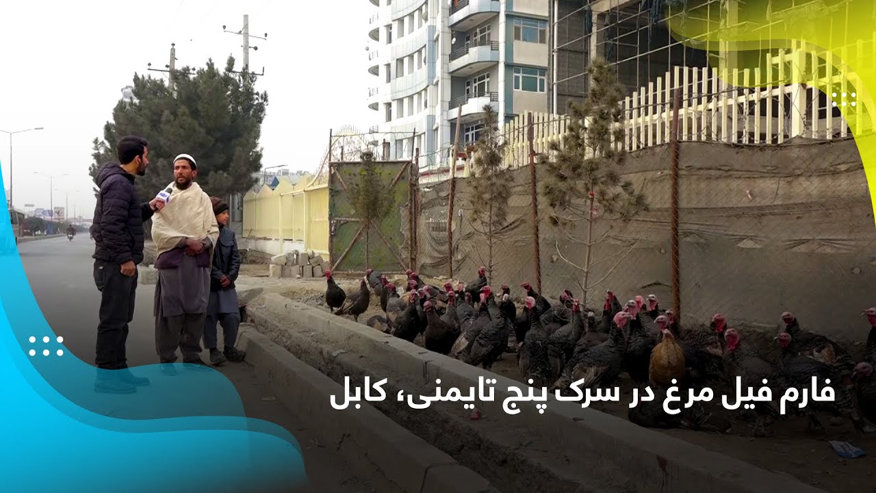 Turkey farm at the fifth street of Taimani, Kabul / فارم فیل مرغ در سرک پنج تایمنی، کابل