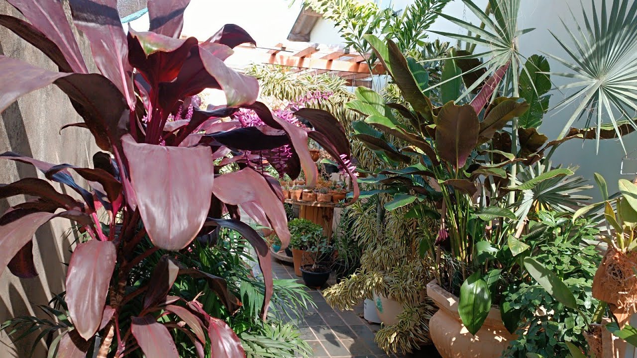 UM TUOR PELAS MINHAS LINDAS PLANTAS DE FOLHAGEM 😱😱❤️