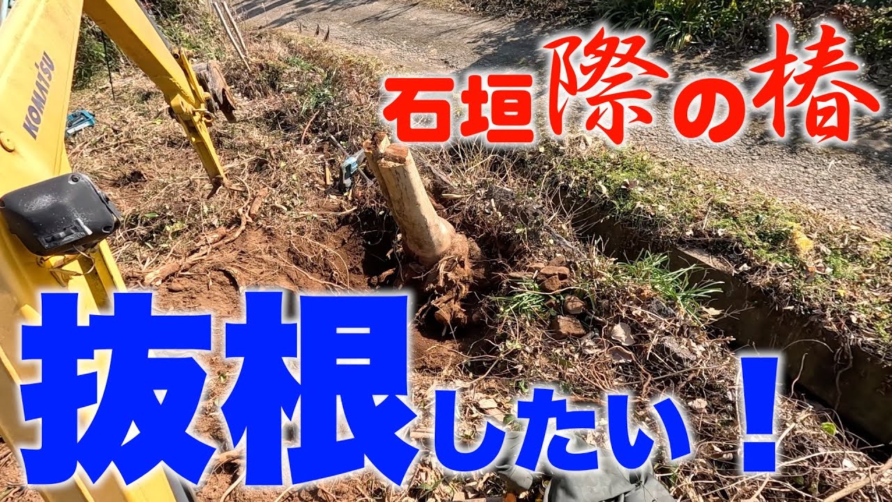 石垣の際の椿を抜根したい！