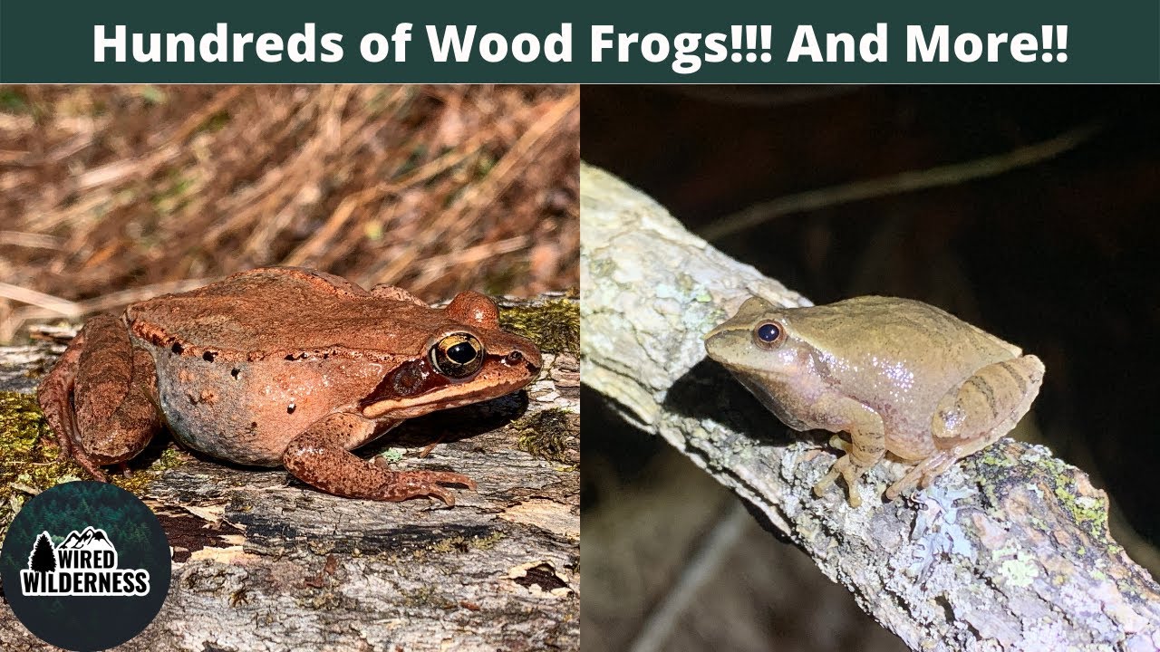 Frogs and Salamanders Everywhere!!! Wood Frogs & Jefferson Salamanders!