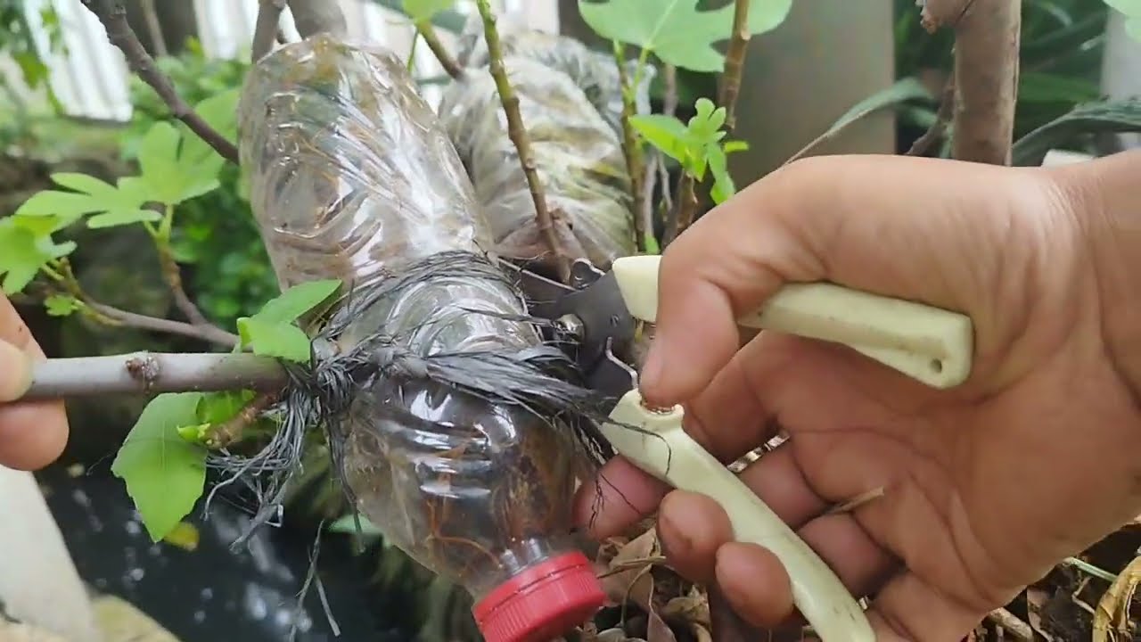 Pindah Cangkokan Buah Tin Ke Pot