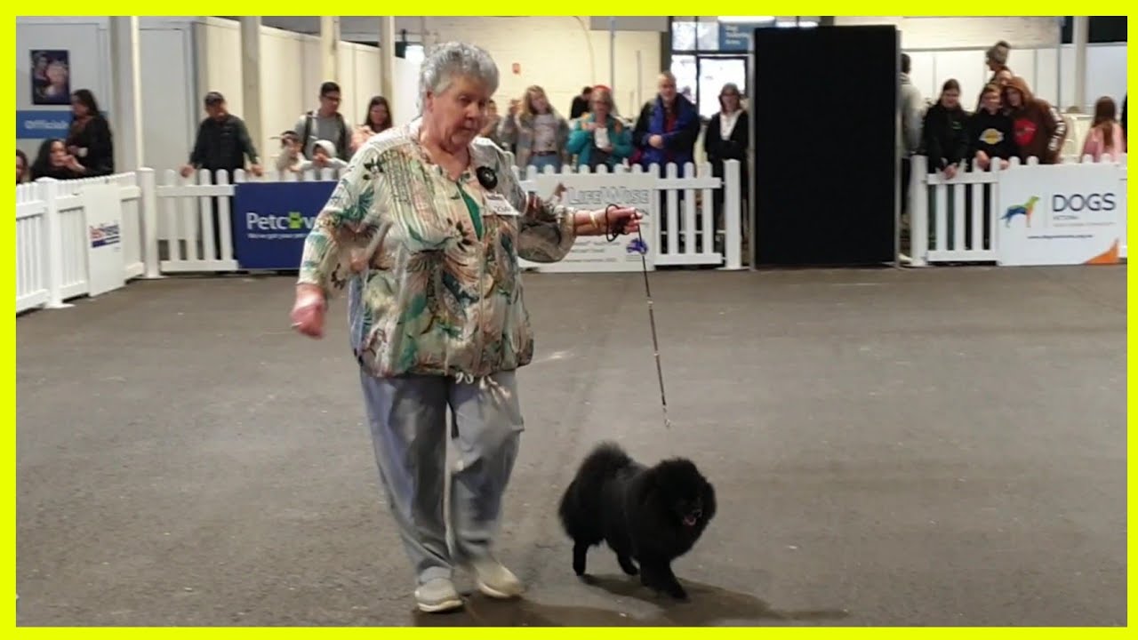 2022 Melbourne Royal Show - German Spitz (Klein)