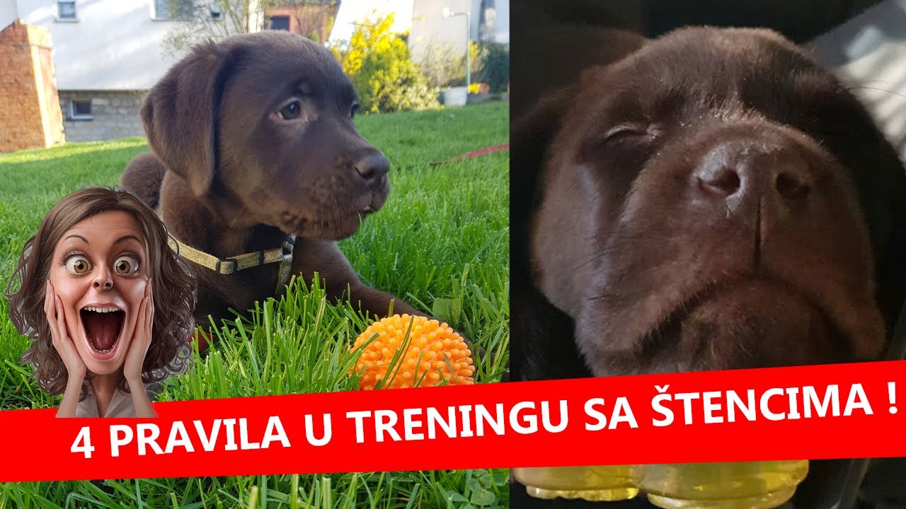 4 PRAVILA U TRENINGU SA ŠTENCIMA | MN obuka pasa & edukacija vlasnika