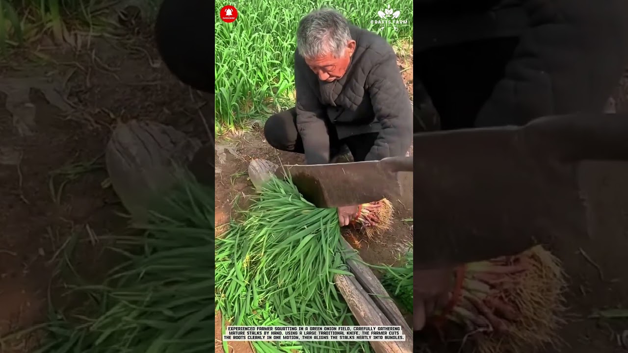 Manual Green Onion Harvesting: Traditional Cutting and Bundling in the Field