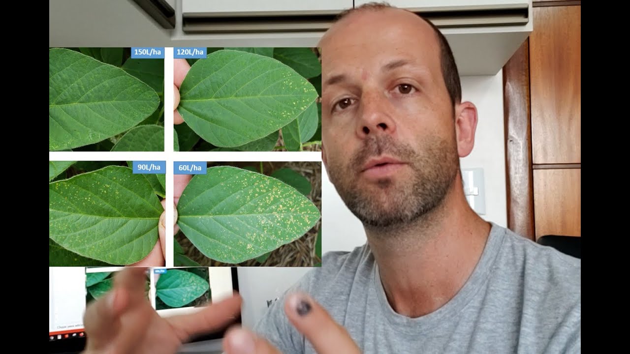 Fitotoxidade X volume de calda/ha