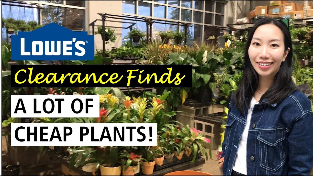 Lowe’s Clearance Finds | A Lot of Cheap Plants