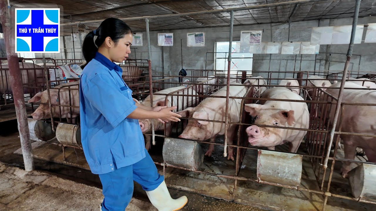 Bí quyết giúp lợn nái không bị viêm và lên giống đều đặn
