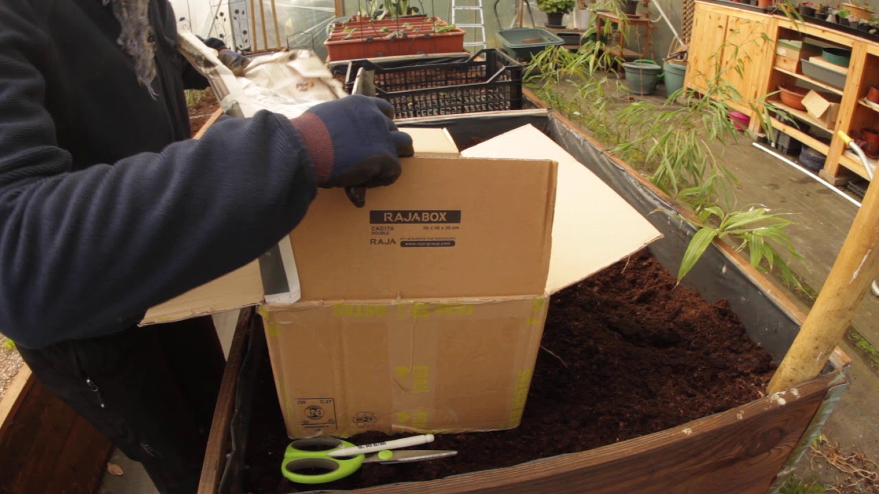 Unboxing hostas from hostaparadise.com