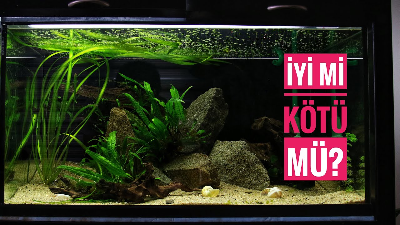 Baş Belası mı? En iyi Doğal Filtre mi? Su Mercimeği - Lemna Minor - Duckweed - Lemnoideae