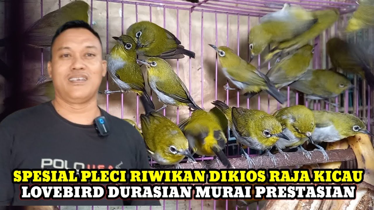 SPESIAL DIBULAN PUASA PLECI RIWIKAN LB DURASIAN MURAI PRESTASIAN DIKIOS RAJA KICAU PB.PRAMUKA 