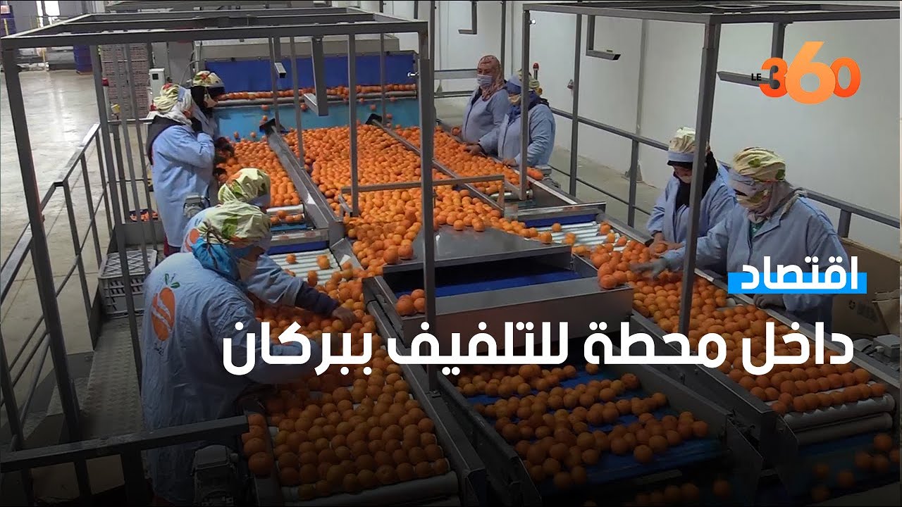 تلفيف وتصدير البرتقال ببركان.. قطاع مهم لخلق فرص الشغل