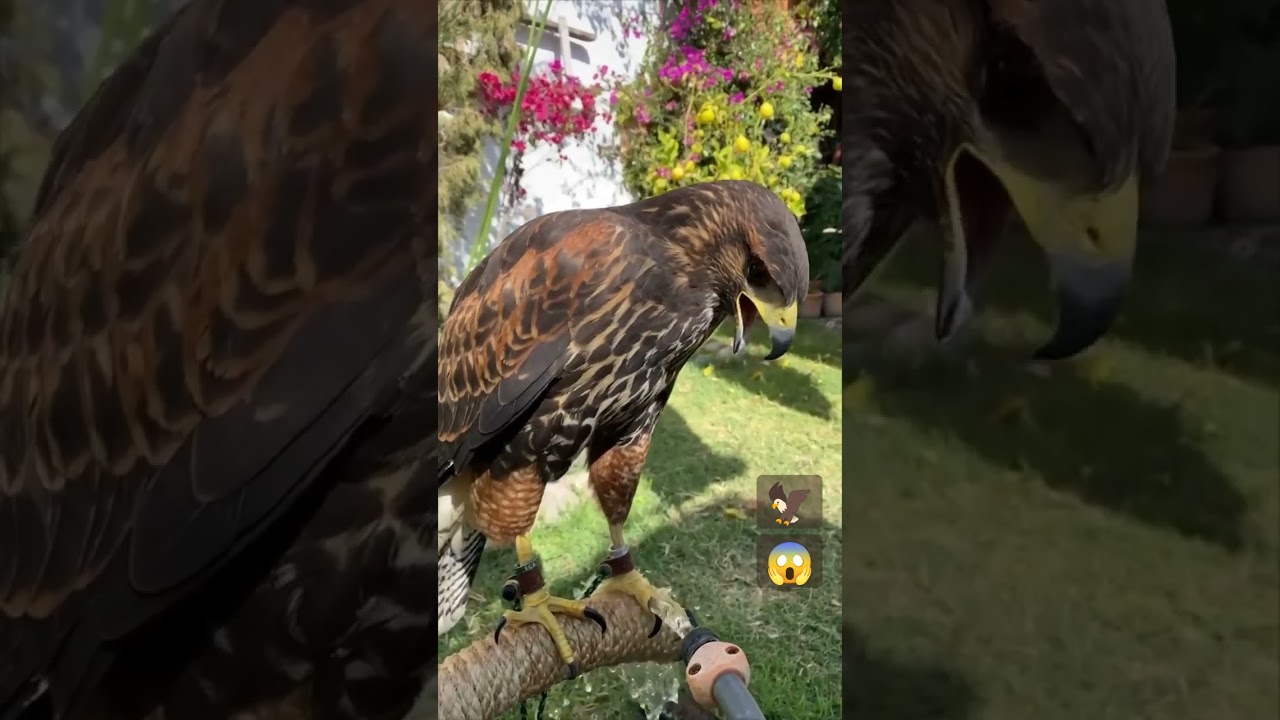 Hawk screaming 🦅#hawk #scream #human #viral #shorts #funny #youtubeshorts #shortsclip