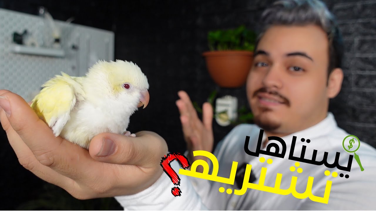 تعرف على فروخ ببغاء الكويكر والعنايه بهم (الببغاء الراهب)