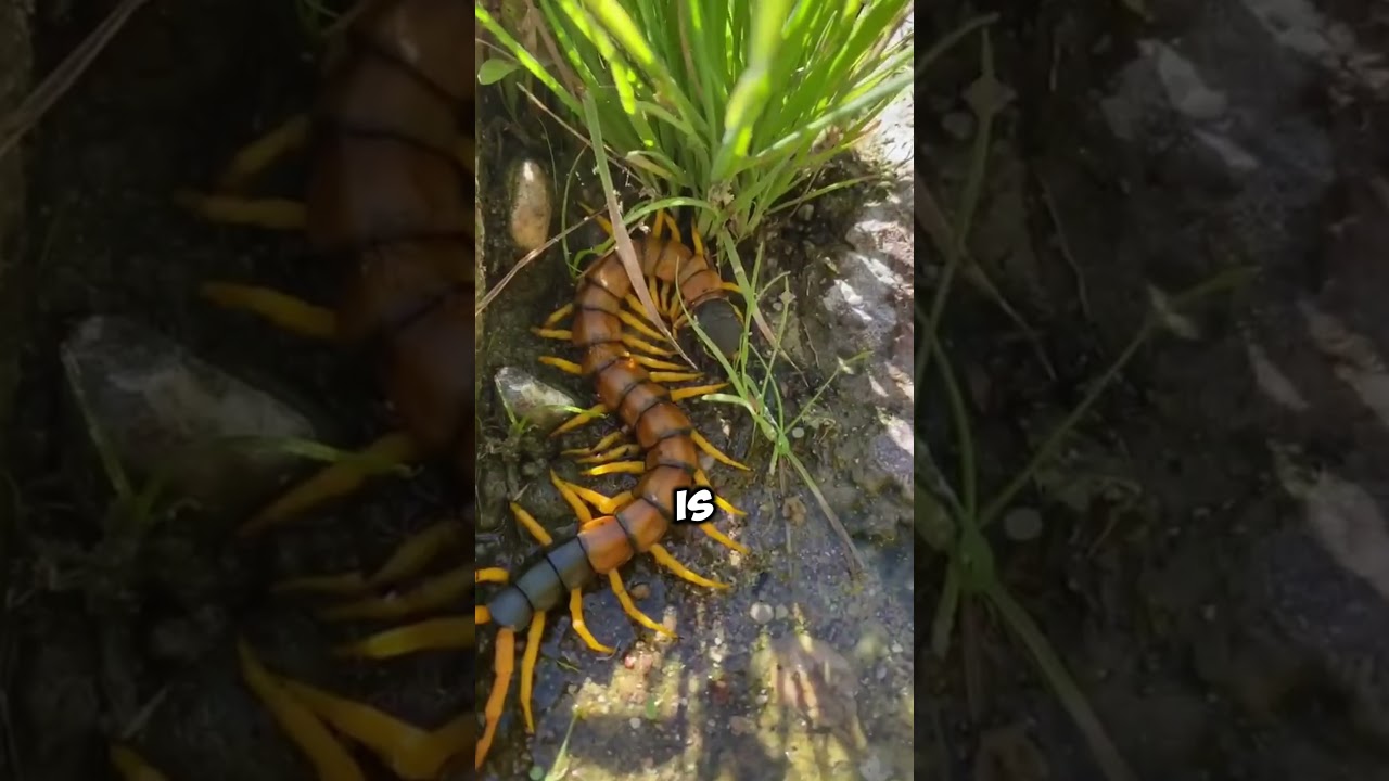 😳 Избегайте этого ядовитого существа! 🐍 