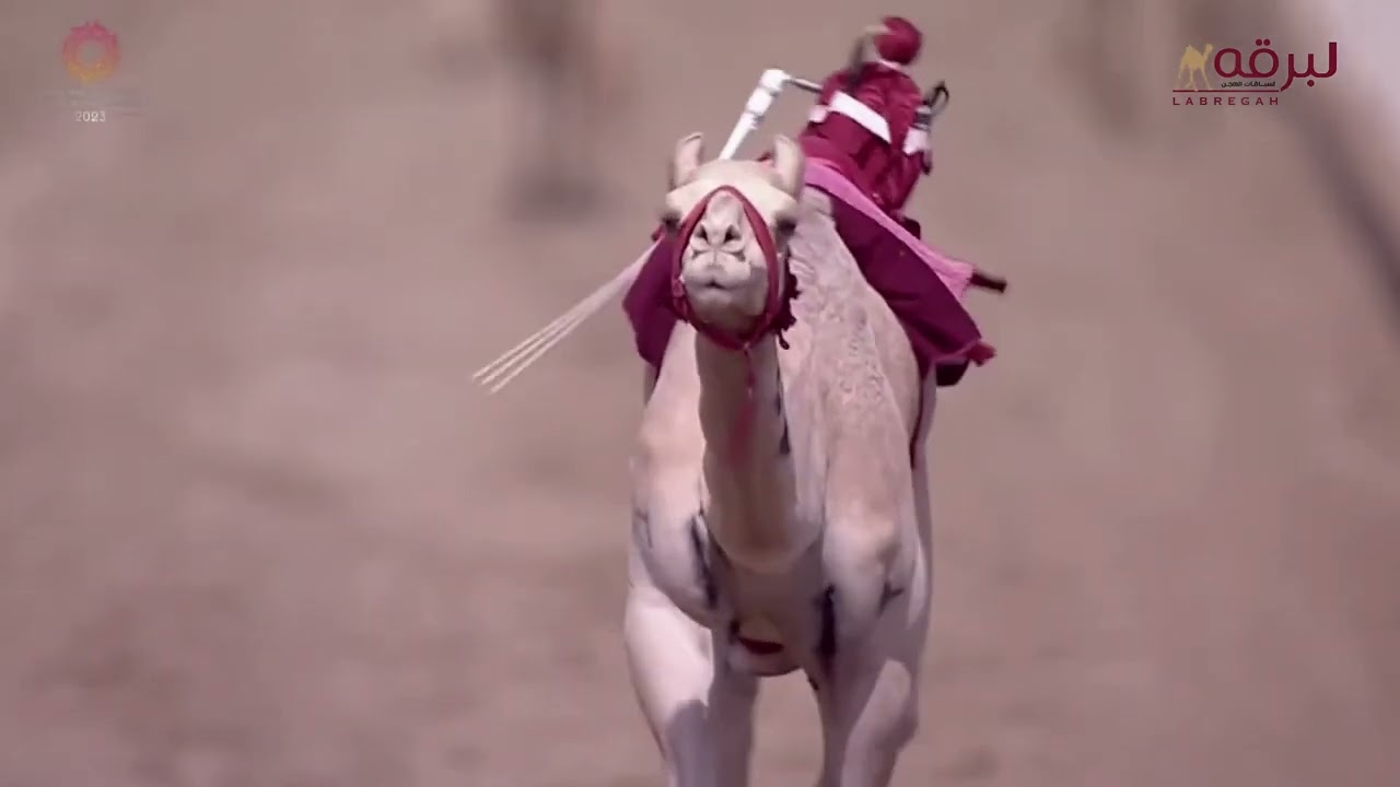 ش1 سنداله لـ سفر مبلش سفر البقمي (مهرجان ولي عهد السعودية) 31-8-2023م رمز الحقايق بكار مفتوح 2:55:84
