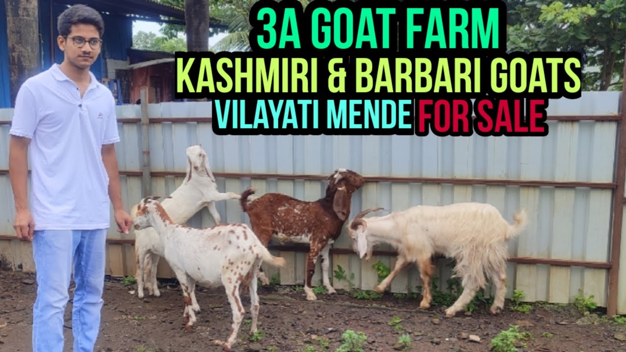 Kashmiri, Barbari Goats & Vilayati Mende for Sale at 3A Goat Farm. @GOAT WORLD