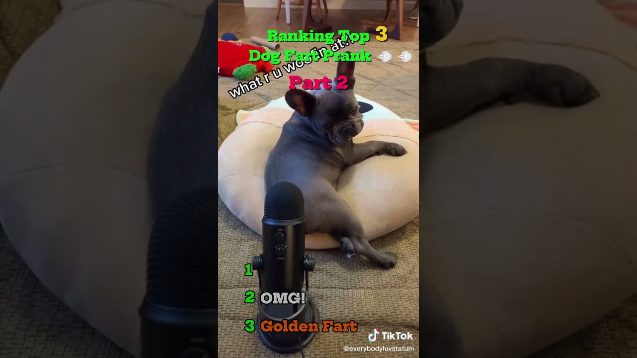 🤣 Top 3 Dog Fart Pranks Part 2 | Even Funnier Reactions! #dogshorts #adorabledog #pets #cutedog