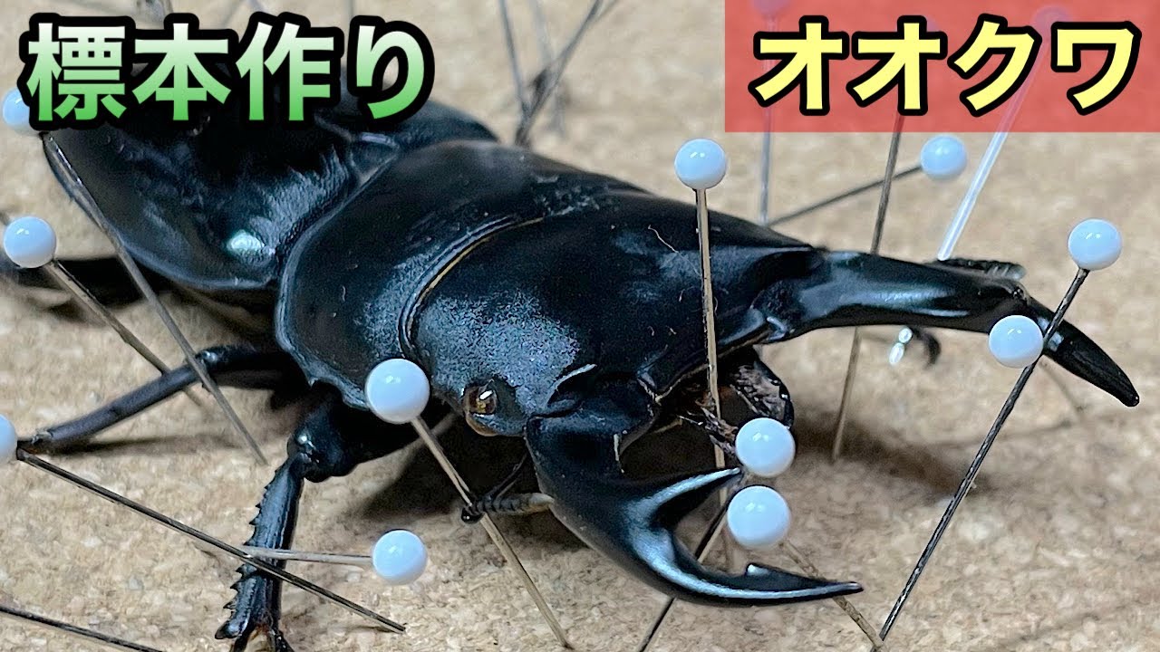 100均グッズだけでOK！【オオクワガタ】標本作り夏休み自由研究にも最適です