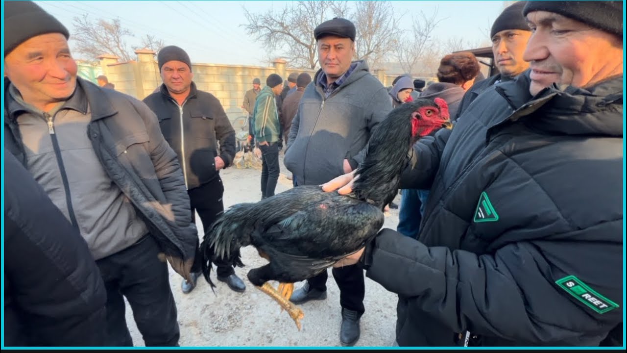 МАНА УША ЕСИН СЕШАНБА БОЗОРИ ЕСКИ ПАРАОЗЛАР ДАКАН ХУРОЗЛАРНИ ЗУРЛАРИ КЕЛЛИ