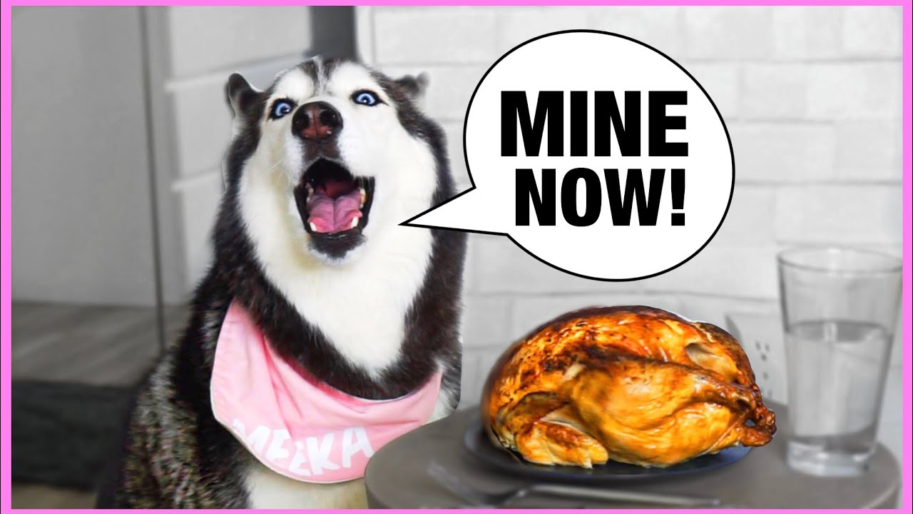 Will My Husky Steal My Thanksgiving Turkey? (CRAZY REACTION!)