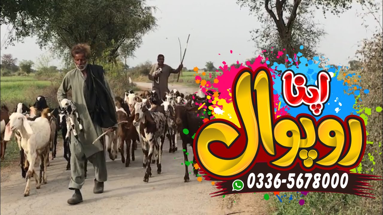 Hidden Beauty Of Roopwal Village / Chakwal  / Apna Roopwal /