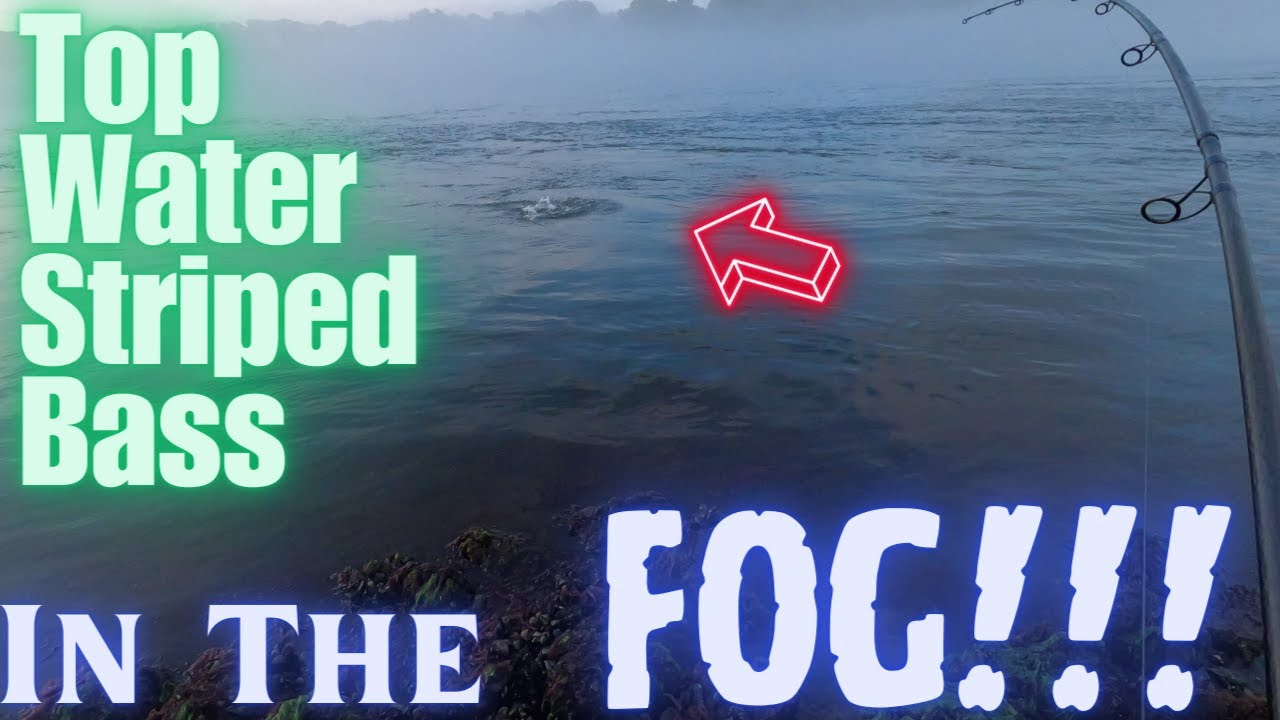 TOP WATER  striped bass in the FOG!!! (Cape Cod Canal 2022)