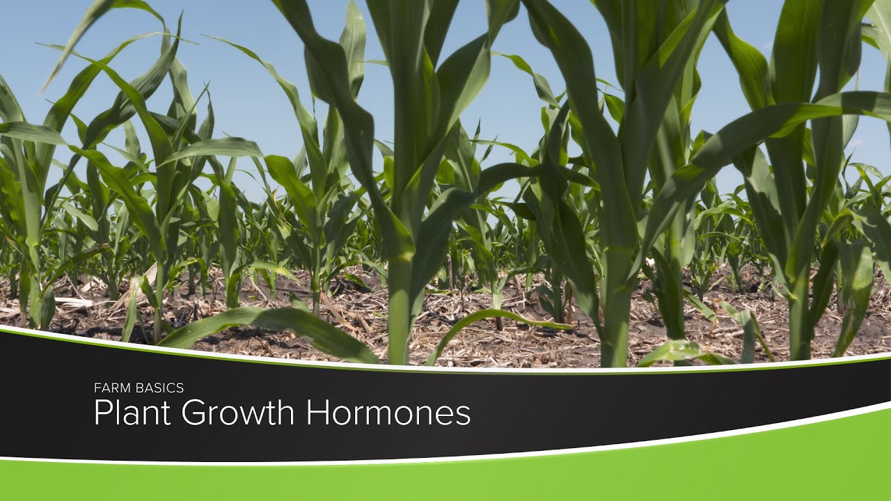 Plant Growth Hormones