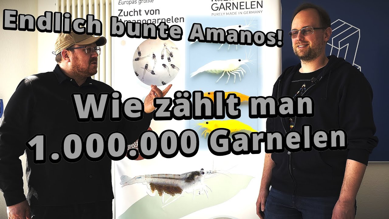 Größte deutsche Amanogarnelen-Farm: Nachhaltige Zucht & Profi-Tipps
