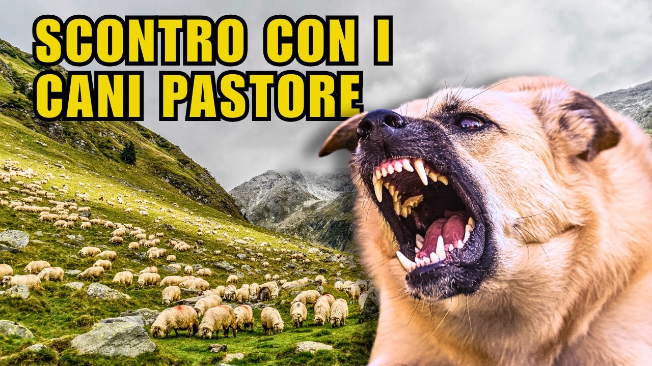 NOTTE IN TENDA A 2700m - BIVACCO DAVIDE, RIFUGIO TORSOLETO e GIRO SULLE CRESTE!