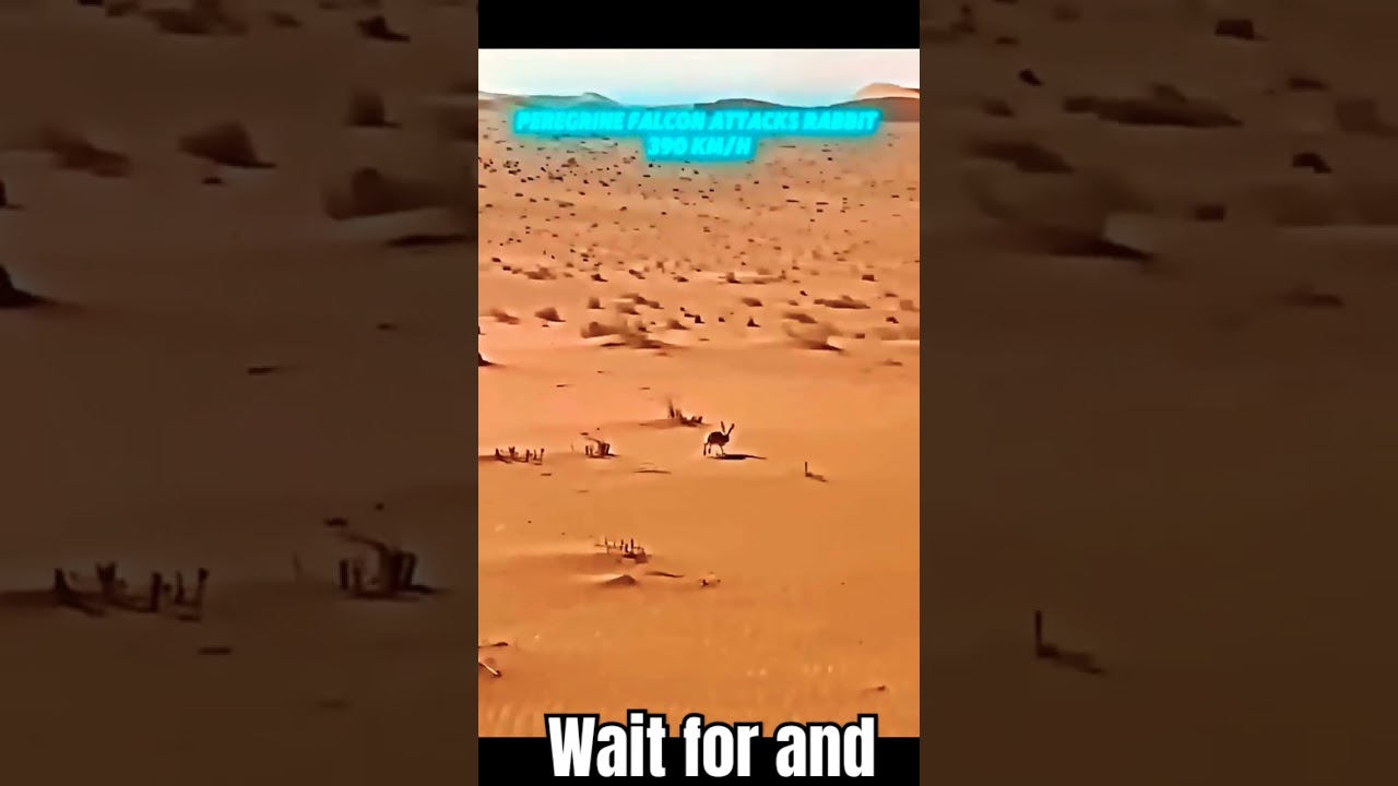Peregrine falcon vs golden eagle attack 😲 