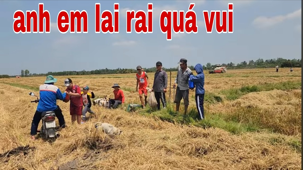 Bắt Chuột Đồng Vào Mùa Thu Hoạch Lúa Và Món Chuột Nướng Sa Tế # SĂN BẮT ĐỒNG THÁP #