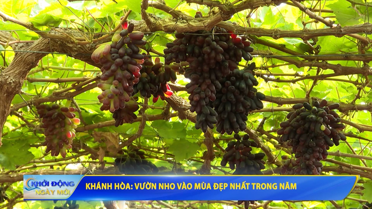 Khánh Hòa: Vườn nho vào mùa đẹp nhất trong năm | Khởi động ngày mới 10.2.2026
